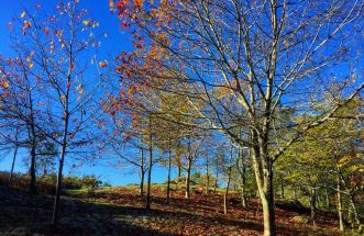 Descubriendo el otoño en ruta por Coruxo
