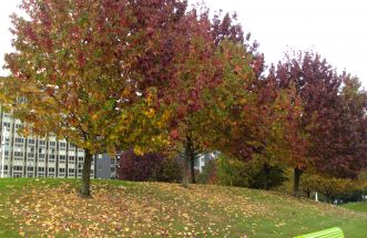 Otoño en Vioño