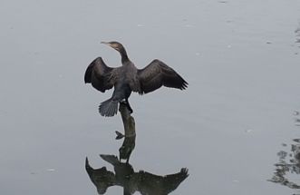 cormoran en el Umia