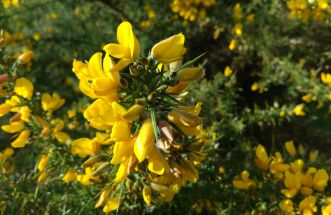 Flor de Toxo