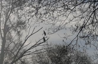 cormoranes