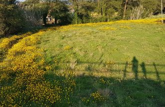 sombras y flores