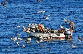 Pesca na ría