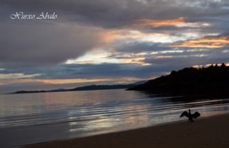 Cormoran na praia das Cunchas