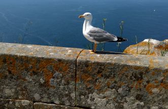 Las gaviotas también presumen de Galicia