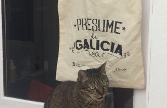 Gata de vacaciones en galicia