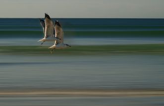 Gaviotas de La Lanzada