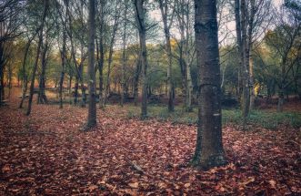 Otoño gallego