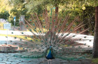 Pavo