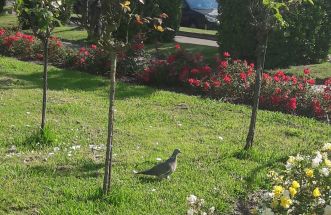 Jardines de Méndez Núñez